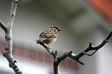 Photo 011